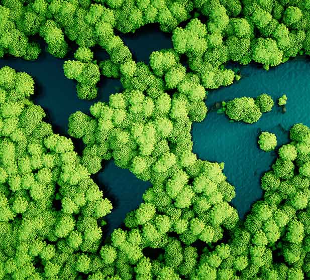 An aerial view of green trees and water