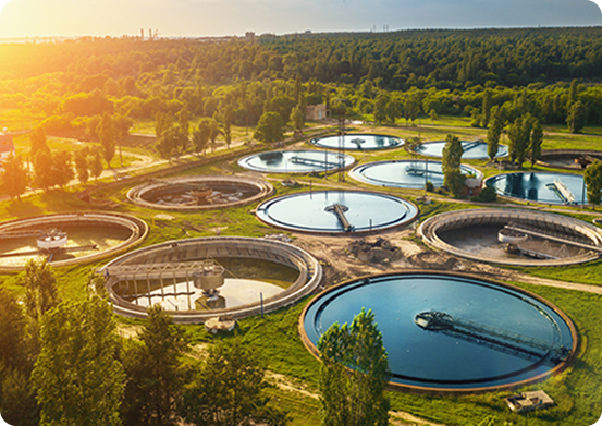 Seals Being Used In Water Form Above