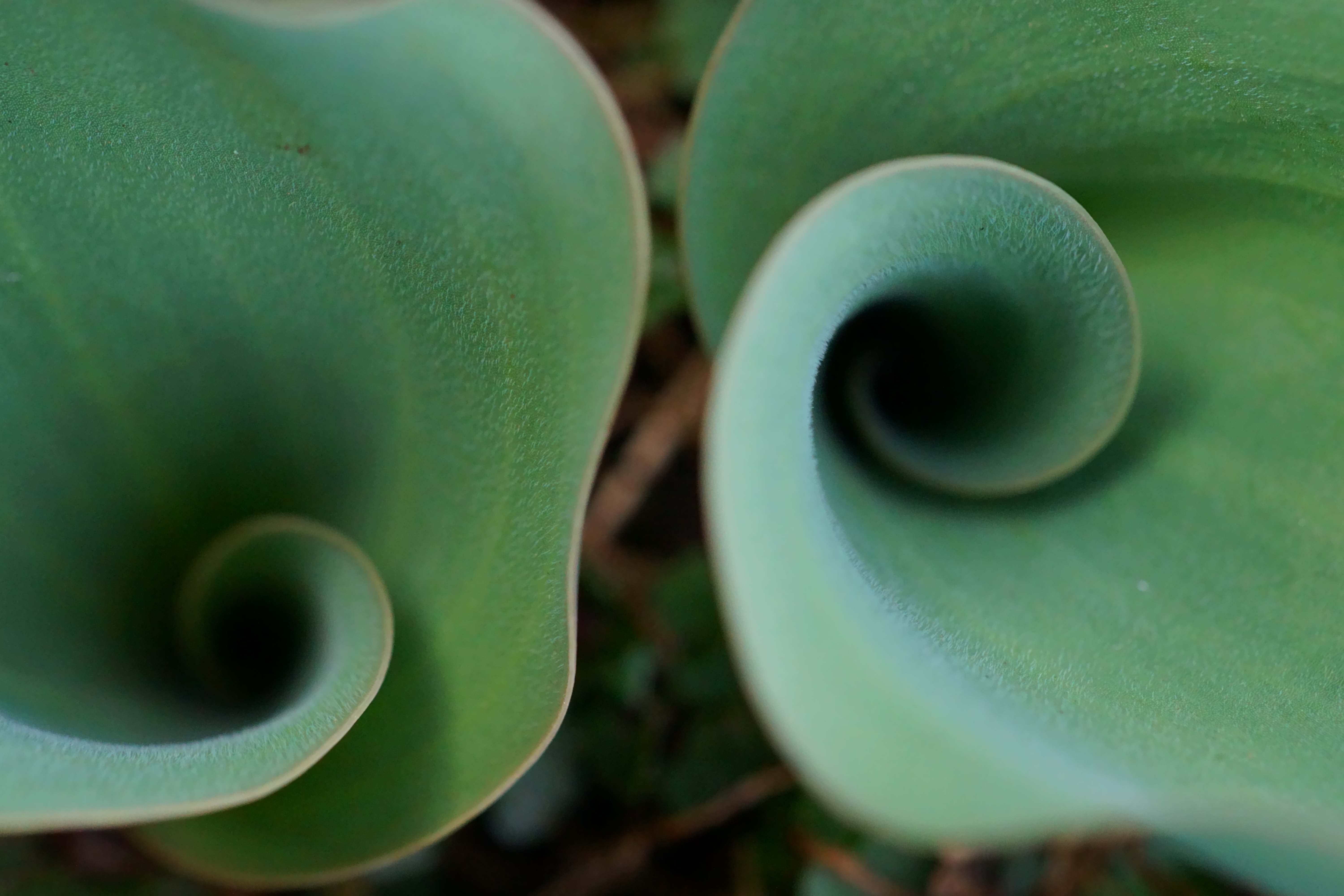 Shutterstock 2437326175