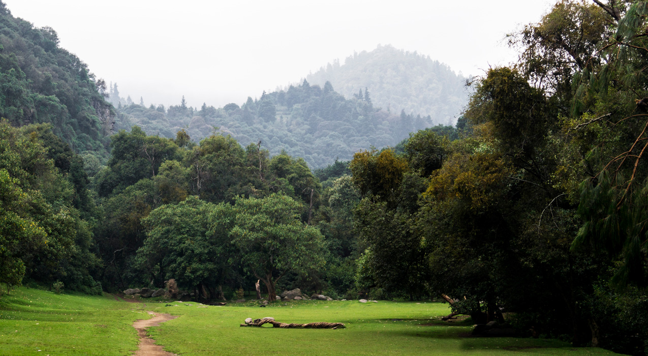 A dirt path in the middle of a field